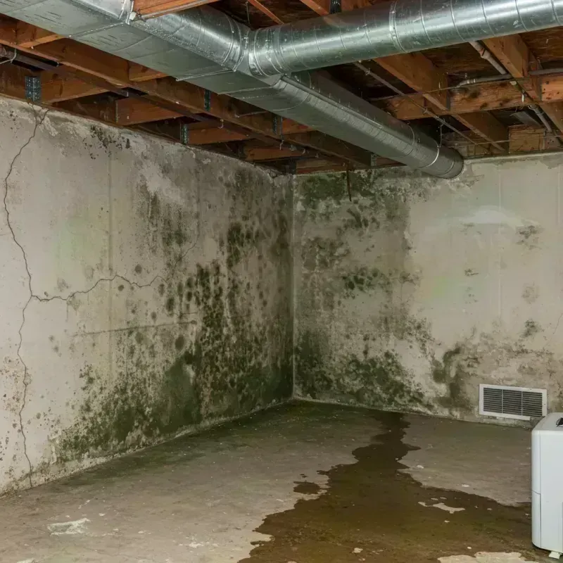 Professional Mold Removal in Crookston, MN